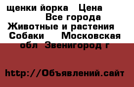 щенки йорка › Цена ­ 15 000 - Все города Животные и растения » Собаки   . Московская обл.,Звенигород г.